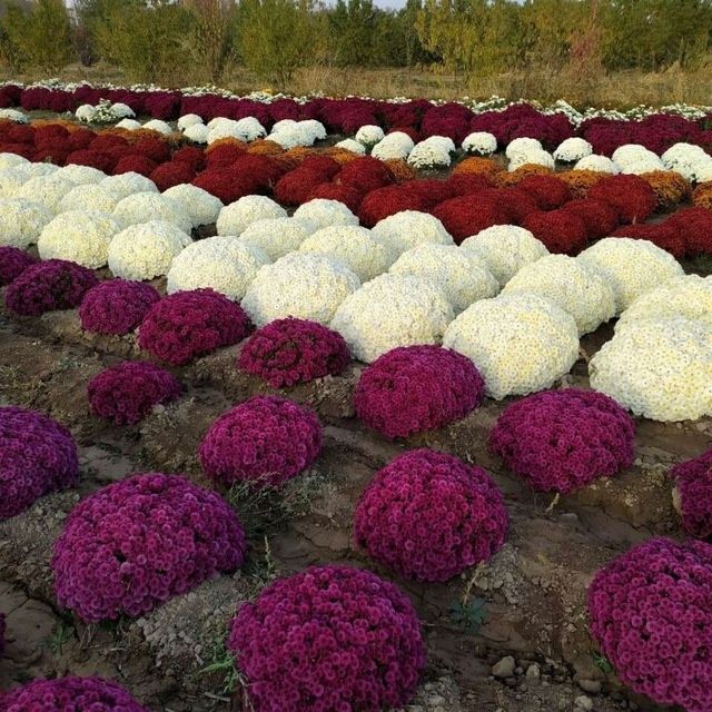 Бухоро.  гуллари