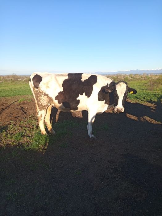 Vaci și juninci de vânzare