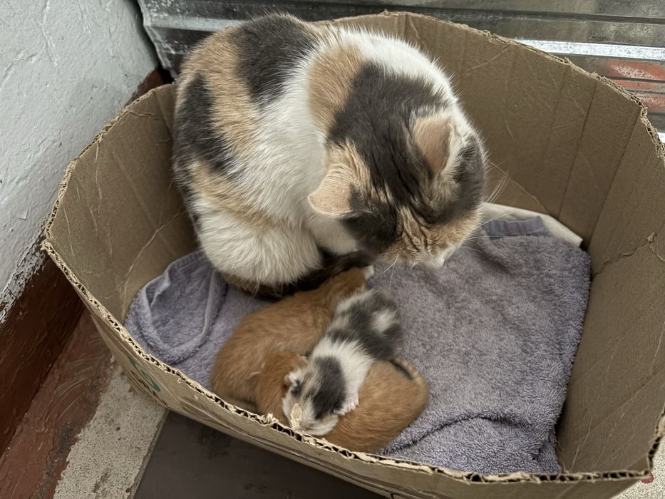 Ищем котятам дом