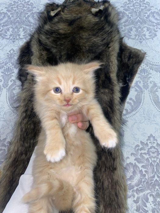 Skotish fold sotiladi