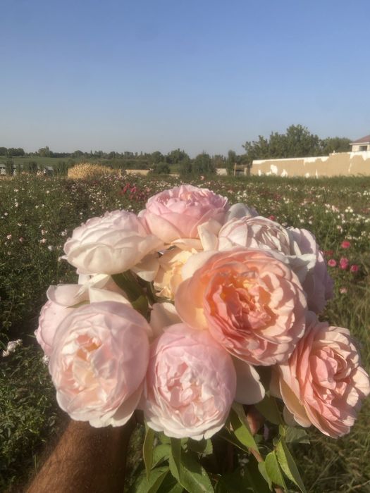 Issixona biznesi bo'yicha Atirgul ko'chatllari sotamiz