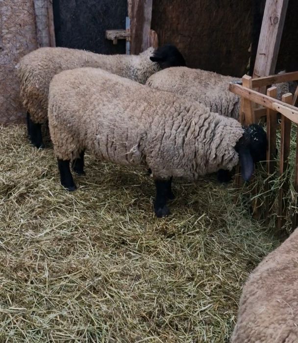 Oii suffolk din parinti de calitate. Gestante au stat cu berbecul. Oferta ,daca se ia tot lotul pretul este de 500euro bucata.