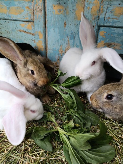 Продам крольчат-великанов 2,5 мес