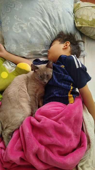 Сиамский мысық DOLLOR