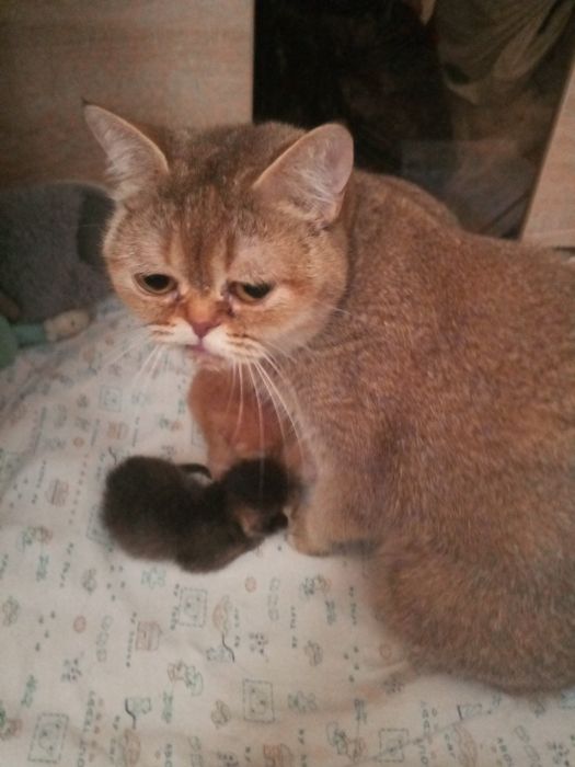 Продам котят породистых