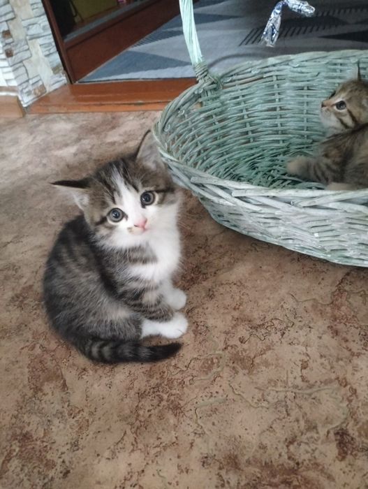 Котята в хорошие руки