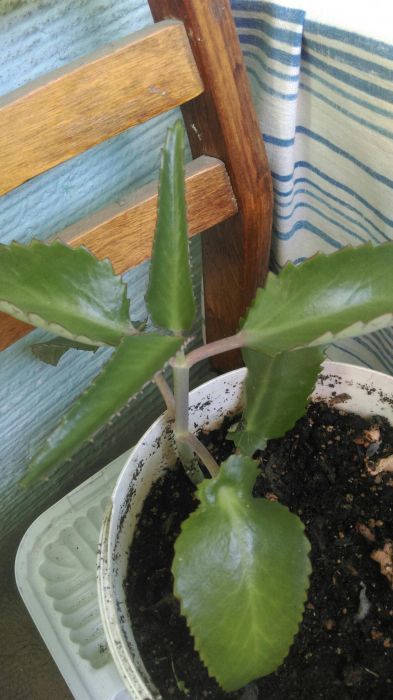 Каланхое-очень полезное растение!