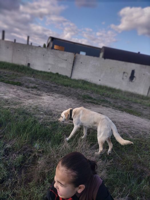 Собака для охраны