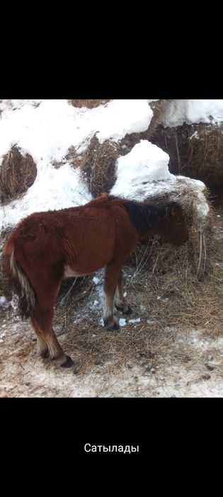 Жабагылар сатылады