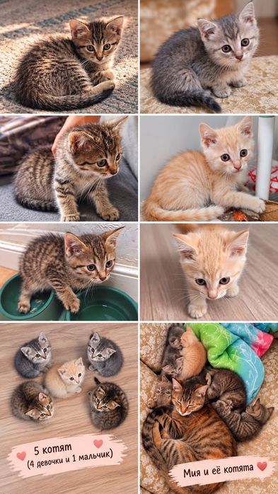 Отдам котят с кошкой