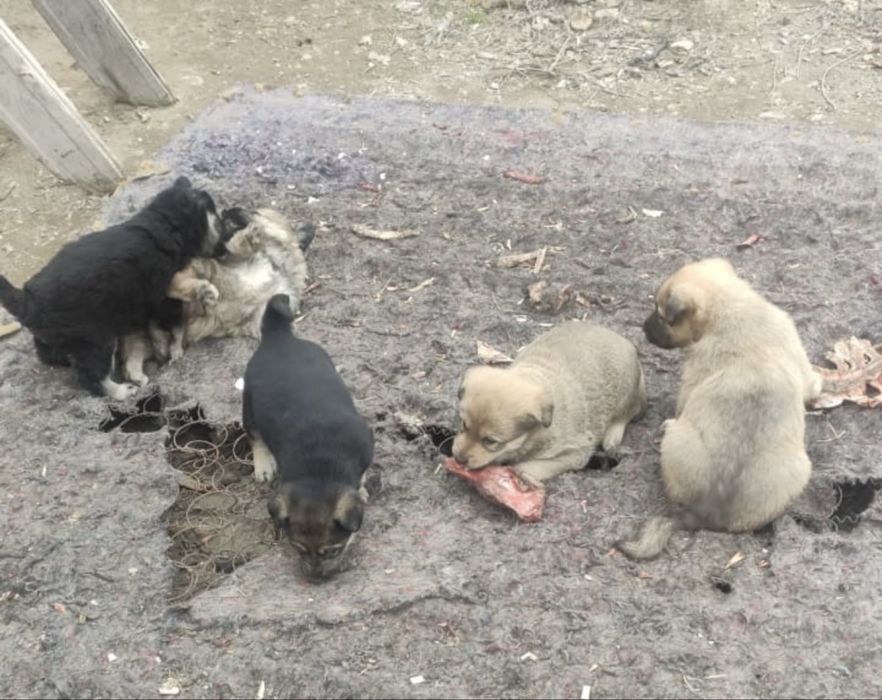 Щенки в хорошие руки