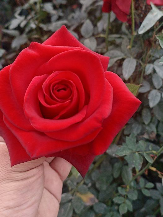 Atirgul атиргул роза