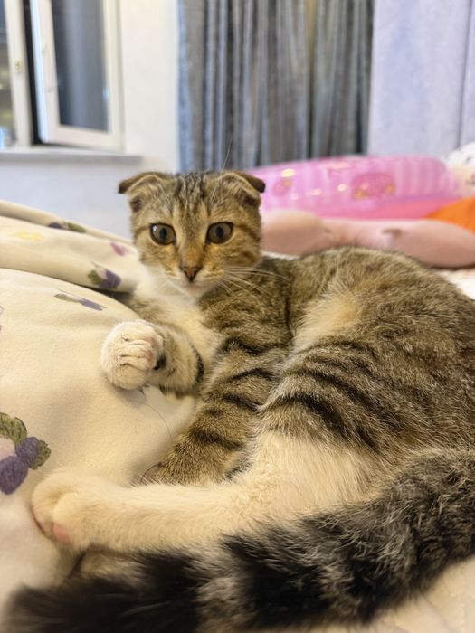 Отдам котенка в добрые руки