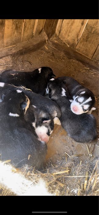 Продам щенков хаски