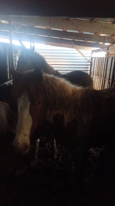 Продам жеребят!!!