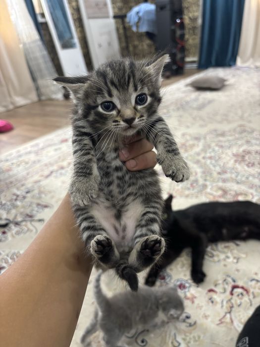 Отдам котят в добрые руки