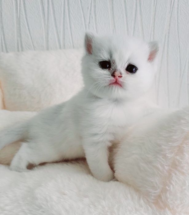 Британские котята