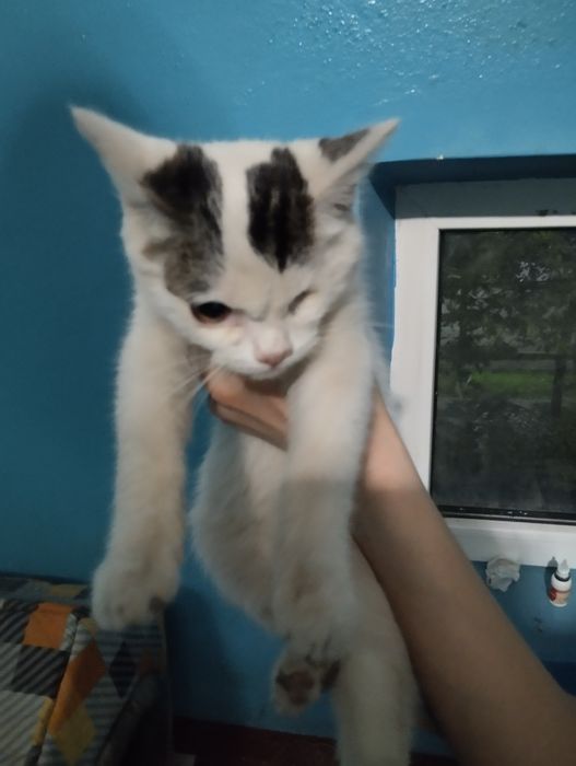 Котенка в добрые руки