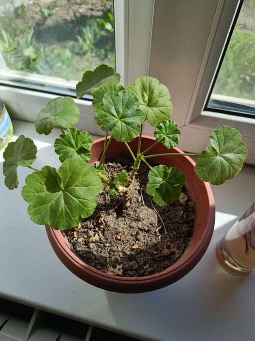 Продам цветы  очень красивые