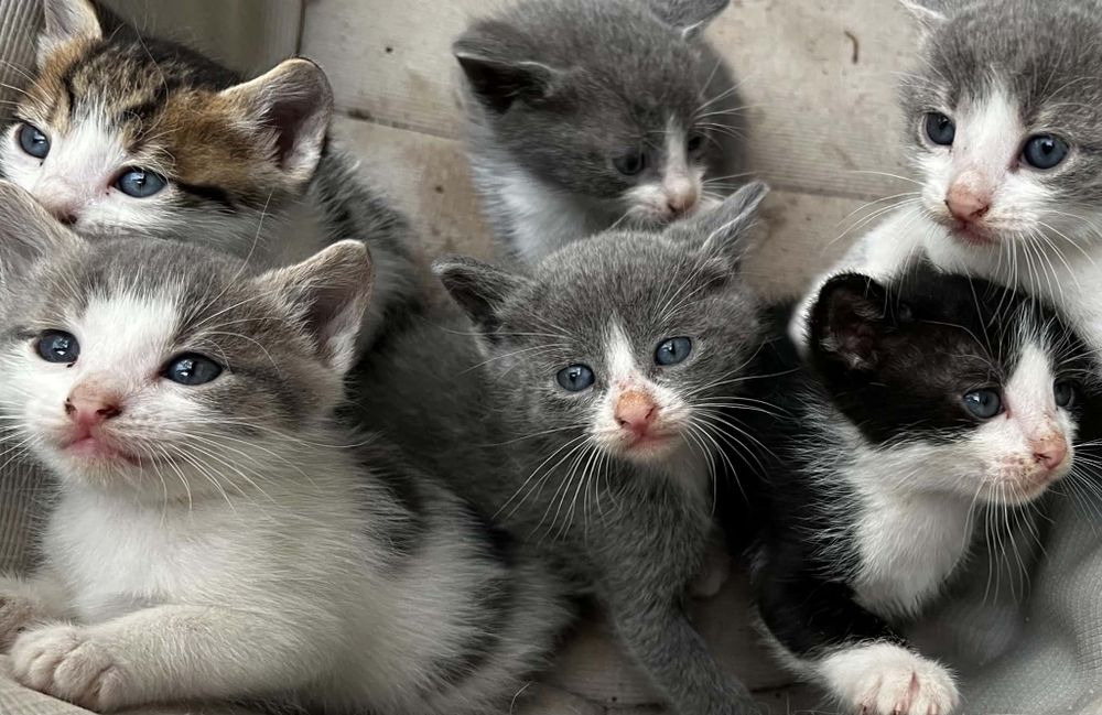 Малки     котенца