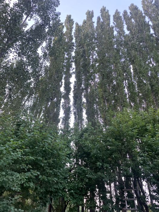 Trees for money paid