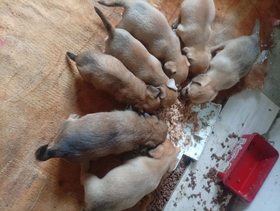 Dau spre adopție căței talie mica gratuit