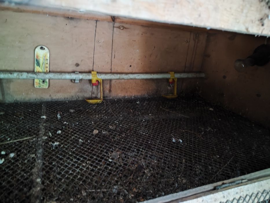 Брудер бойцовый куры петушки