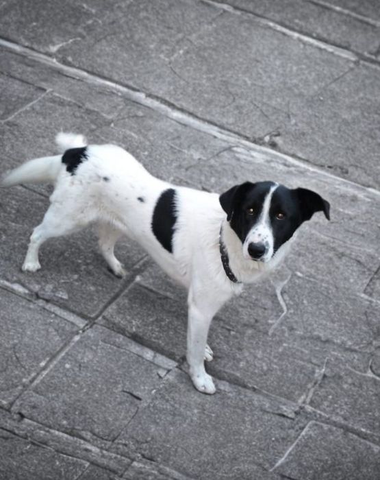 Срочно ищу дом! Кобель. Год