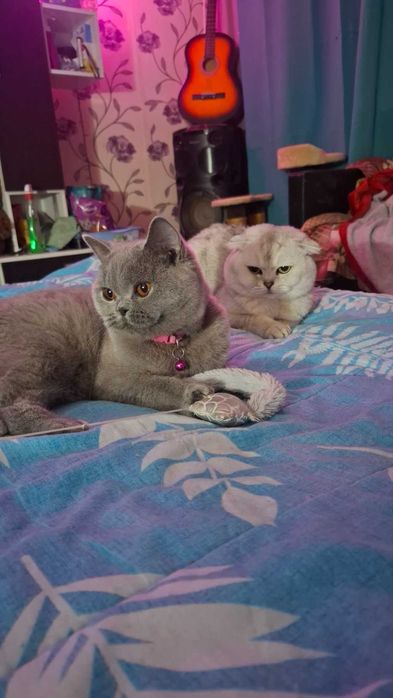 Малко коте на два месеца
