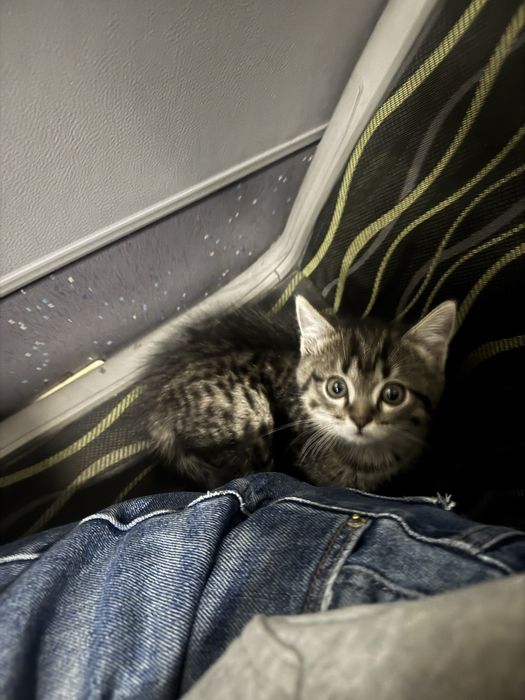 котенок 1.5 месяца мальчик