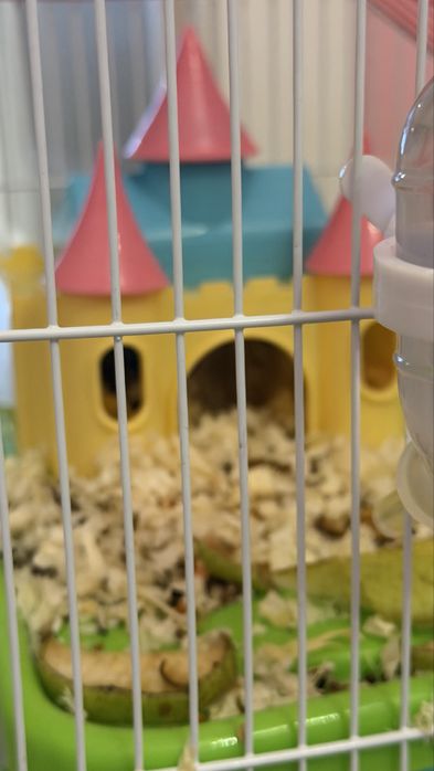 Срочно продам два Хомяка и клетку