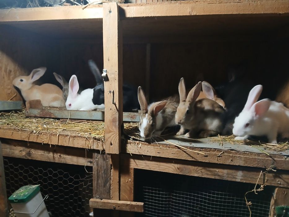 Vând iepuri hicole francez