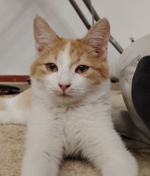 Котенок, мальчик отдам даром