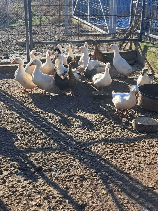 vând sau schimb rațe românești