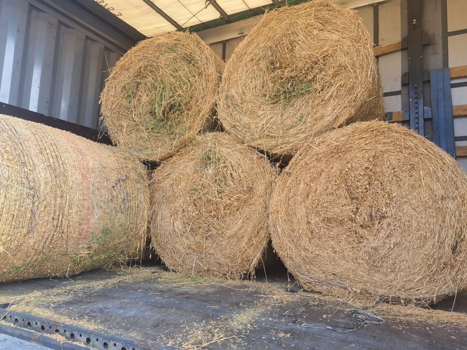 Baloti lucerna / Baloti 1,2 m/Baloti rotunzi lucerna coasa 4/Baloti