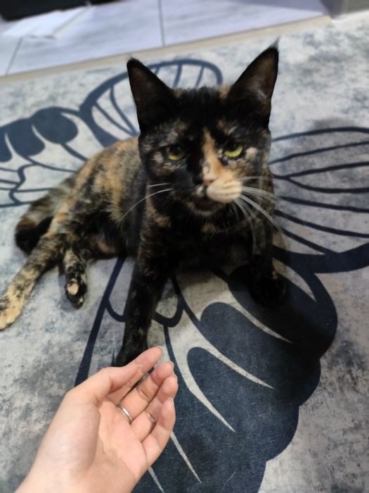 Животные кошка девочка