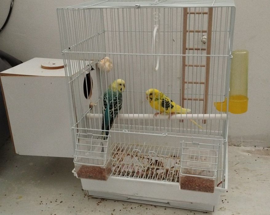 Волнистые Попугаи готовые к семейству