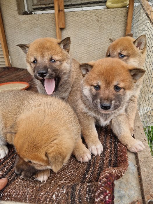 Продавам кученца Шиба Ину