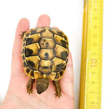 Țestoasă de uscat Testudo Hermanni Boettgeri pui
