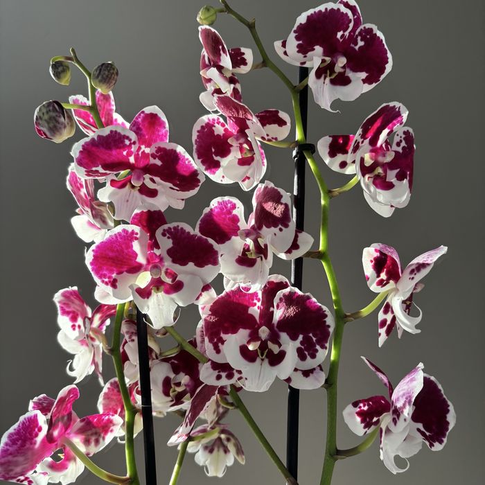 Орхидеи 70 см! На 8 марта! Нидерланды