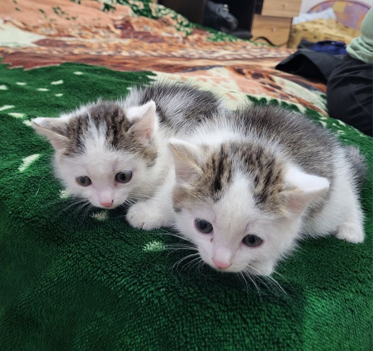 Отдам бесплатно котят