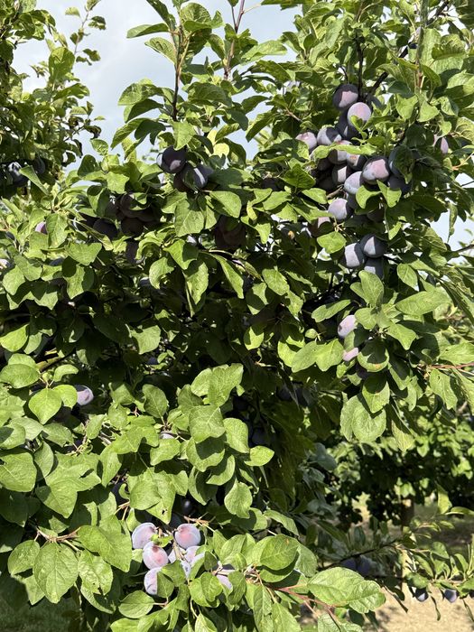 Prune de vanzare