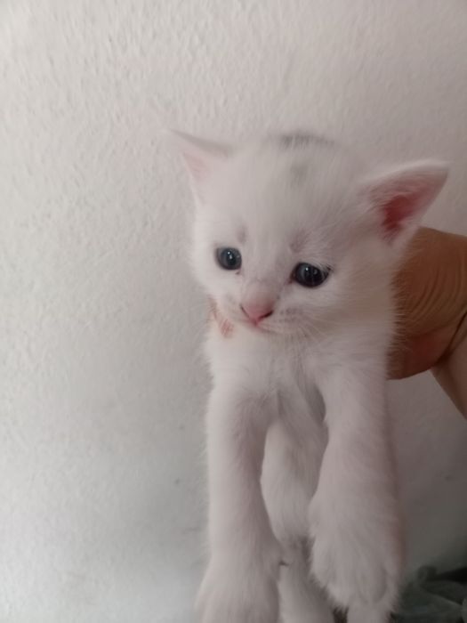 Отдам даром котят
