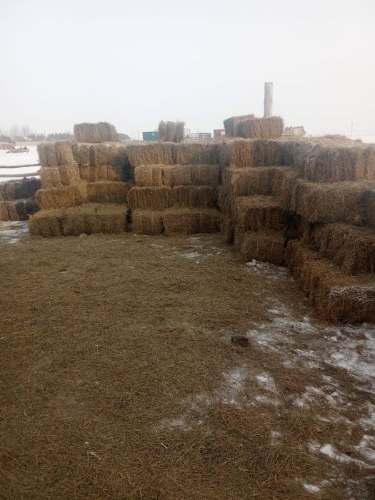 Сено в тюках житняк