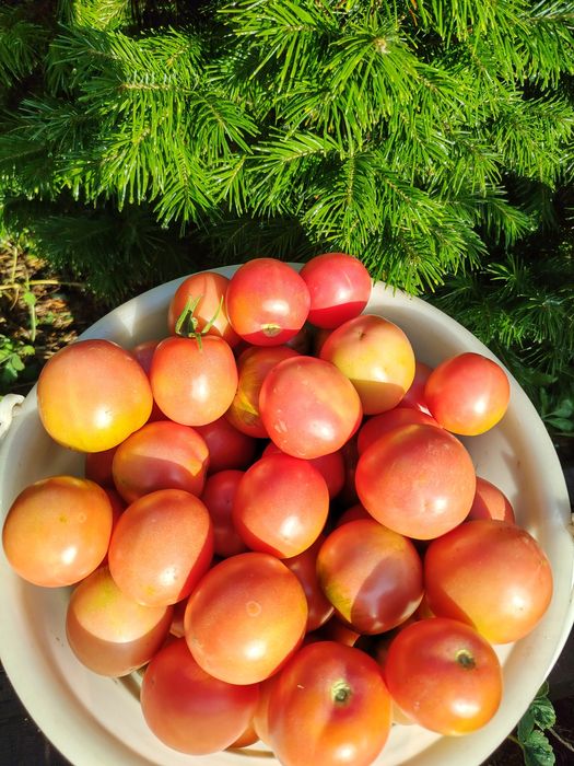 Продам дачные помидоры