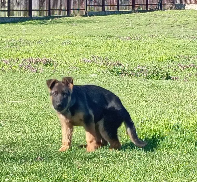 Немски овчарки на 3 месеца