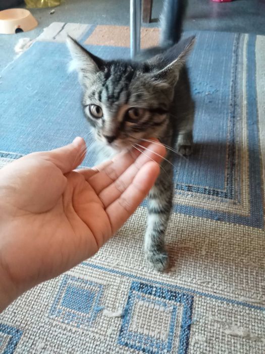 Отдам котенок девочка 500тг