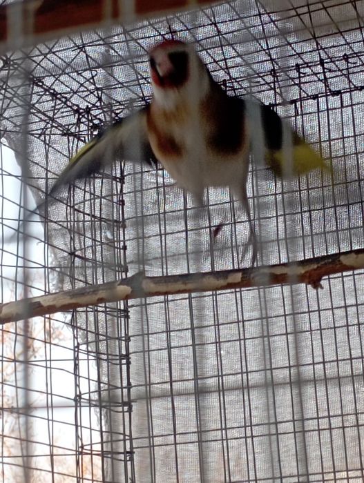 Кокил савала бор.