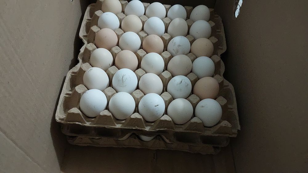 Яйца инкубатор Другое