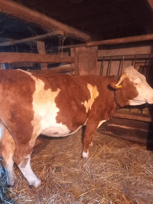 Vacă tânără gestantă 9 luni